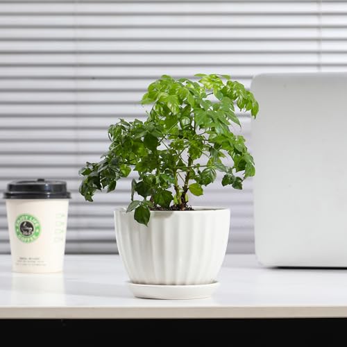 Ceramic Plant Pots with Saucers (3 Count)