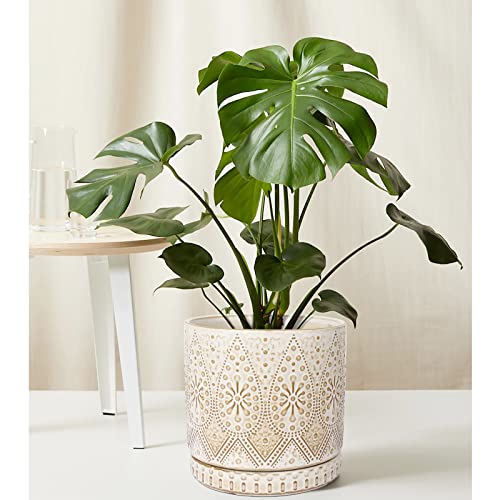 8 Inch Indoor Plant Pot with Drainage Holes and Saucers (3 Count)