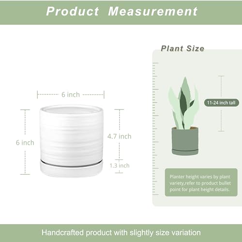 6 Inch Plant Pots