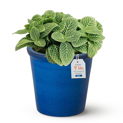 Emissary 8 in. Ceramic Plant Pot with Drainage Hole