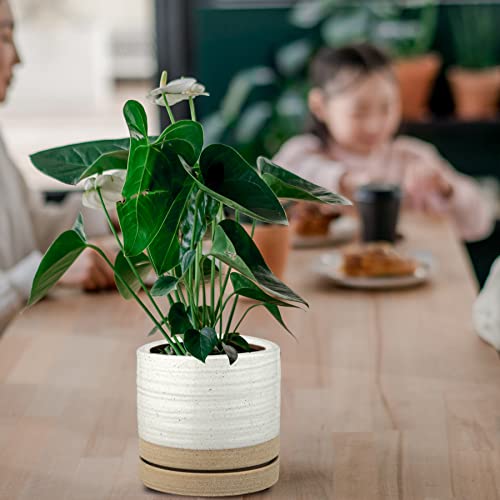 6 Inch Plant Pots