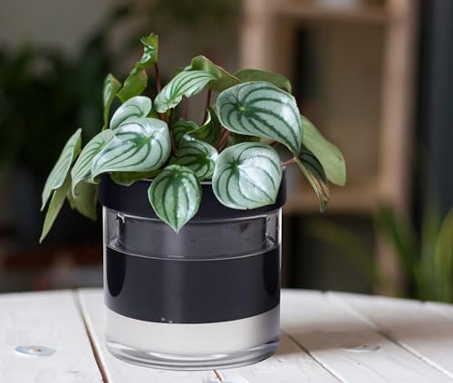 6 Inch Self Watering Terracotta Planter