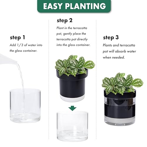 6 Inch Self Watering Terracotta Planter