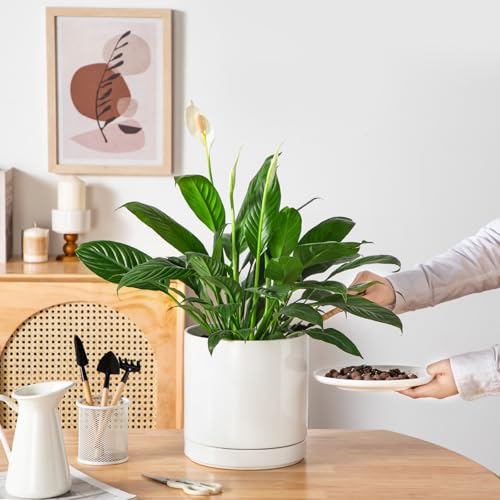 Ceramic Plant Pots