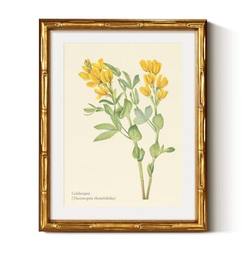 Gold Bamboo Framed Botanical Wall Art Golden Pea Flower 11x14 Inch