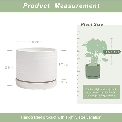 8 Inch Pots for Plants