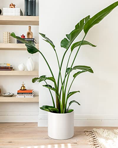 12 Inch Pot for Plants