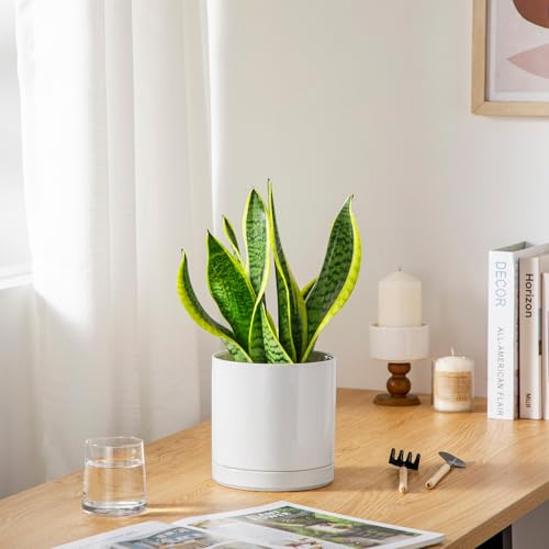 Ceramic Plant Pots