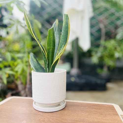 Ceramic Plant Pot Drainage Hole & Saucer for Indoor Plants