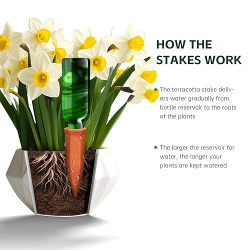 Large Terracotta Watering Spikes with Lids (6 Count)