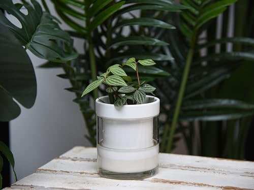 4 Inch Self Watering Planter (4 Count)