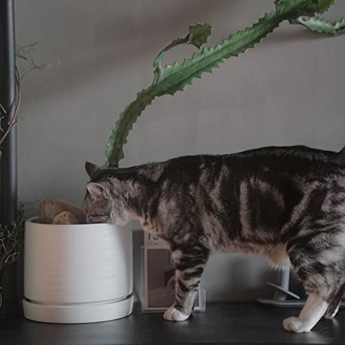 8 Inch Pots for Plants