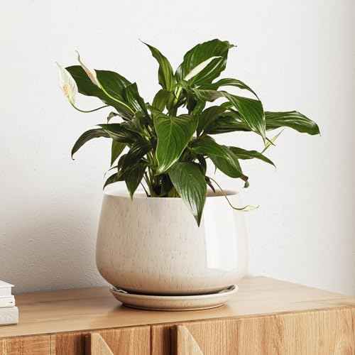 Ceramic Planter