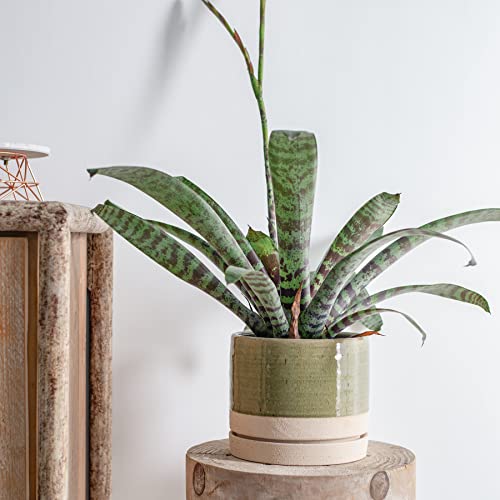 6 Inch Plant Pots