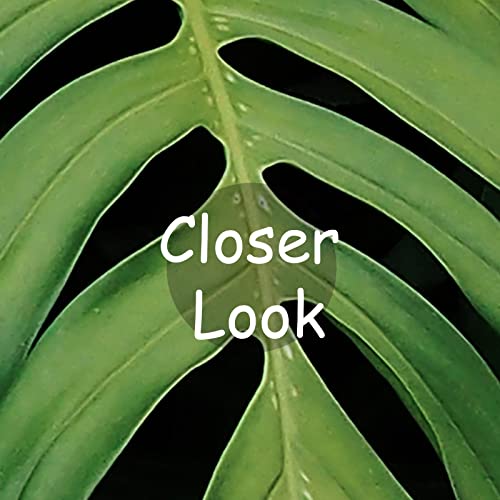 Tropical Monstera Wallpaper Banana Leaf Wall Mural Wallpaper for Living Room Bedroom TV Background Wall Covering