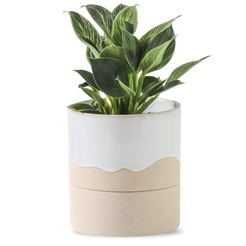 Self Watering Plant Pot