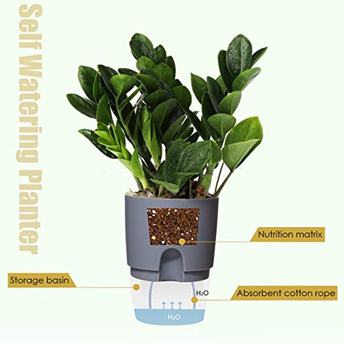 6 Inch Self Watering Pots for Indoor Plants African Violet Pots (3 Count)