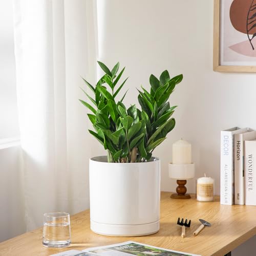 Ceramic Plant Pots