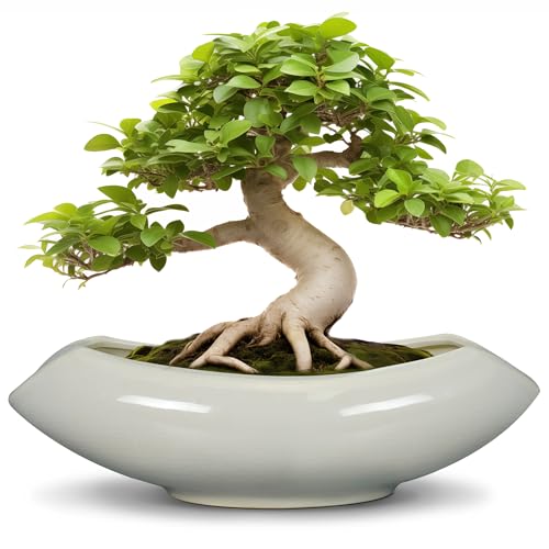 Bonsai Pots 18 Inch