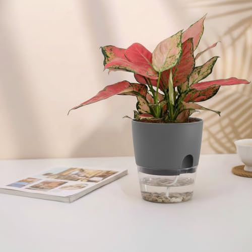 6 Inch Self Watering Pots for Indoor Plants African Violet Pots (3 Count)