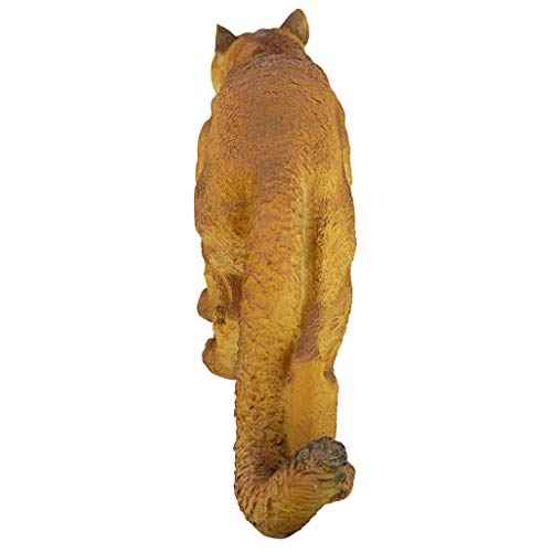 Prowling American Mountain Cougar Indoor