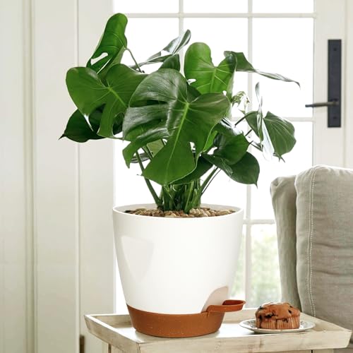 5 Pack Plant Pots with Drainage 7 (5 Count)