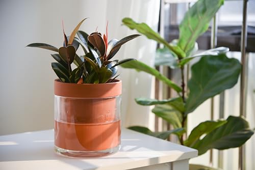 6 Inch Self Watering Planter Pot