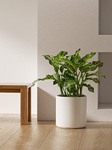 12 Inch Pot for Plants