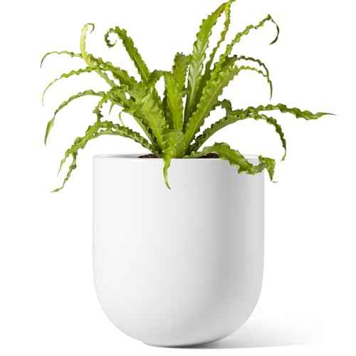 6 Inch Plant Pot