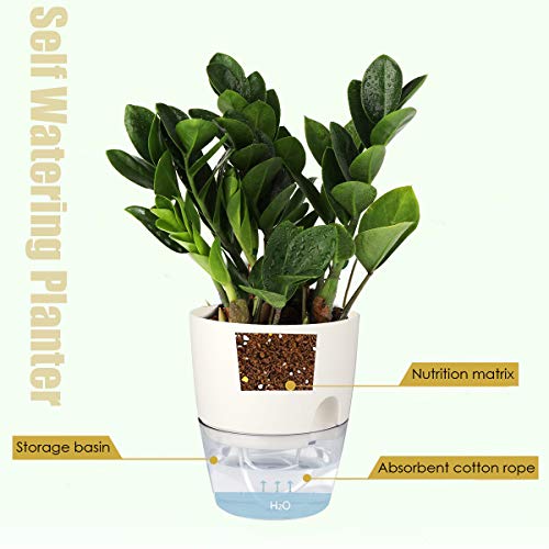 6 Inch Self Watering Pots for Indoor Plants African Violet Pots (3 Count)
