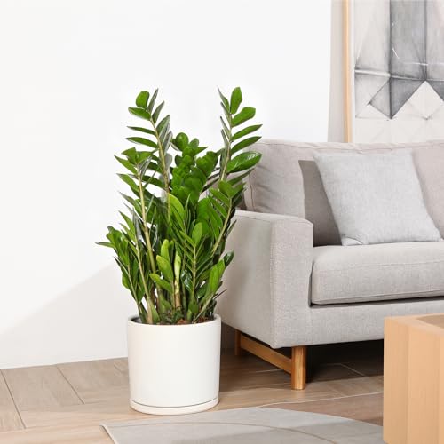 12 Inches Ceramic Planter Pot