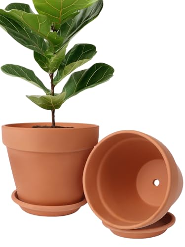 Terracotta Pot Set of 2 with Saucer (2 Count)