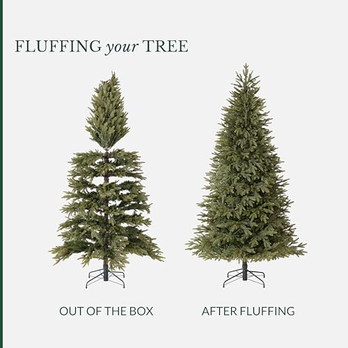 Stratford Spruce
