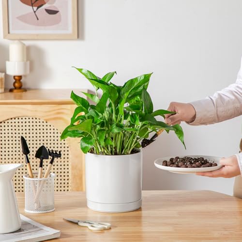 Ceramic Plant Pots
