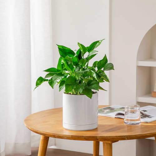 Ceramic Plant Pots