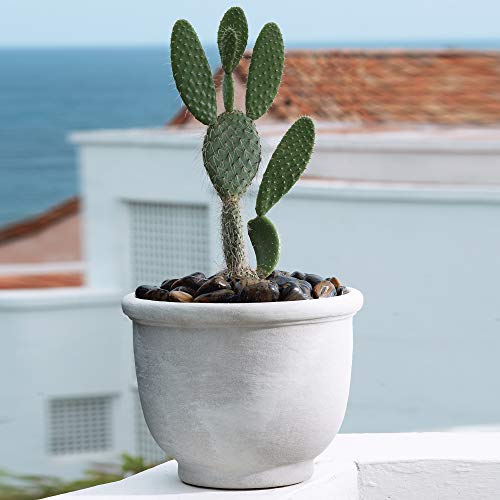 Agave Planter