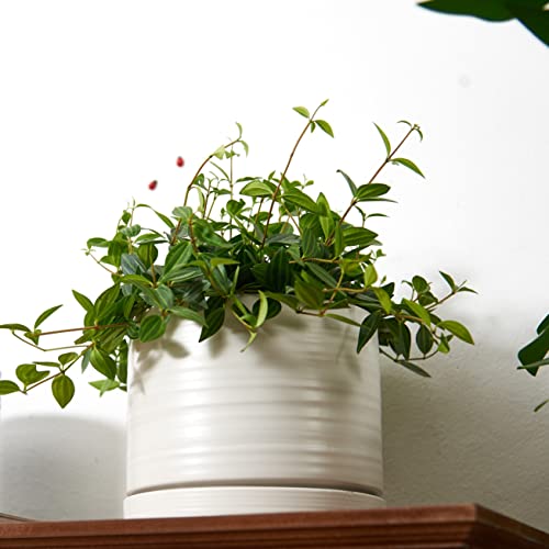 6 Inch Plant Pots