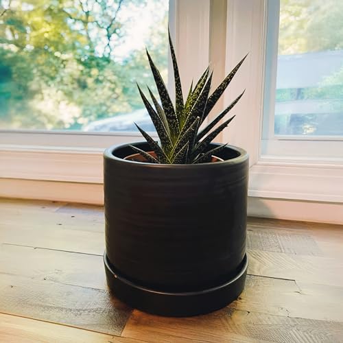 6 Inch Plant Pots