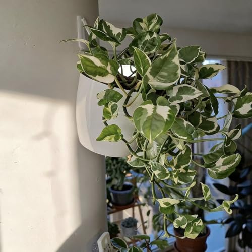 3 Pack Self Watering Wall Hanging Planter Pots Vertical Garden Window Hang Mount Indoor Outdoor Plant Flower Basket for Kitchen Herbs Balcony Railing Shelf Fence Bedroom Trellis Decor Modern White Box (3 Count)