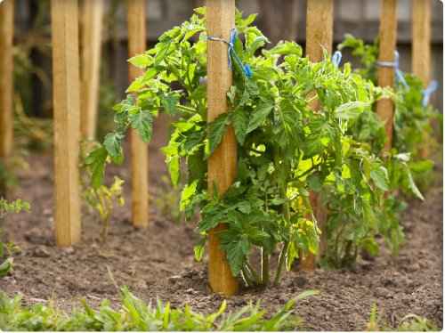 4 Ft. Garden and Sign Post Stakes (25 Count)