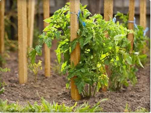 4 Ft. Garden and Sign Post Stakes (100 Count)