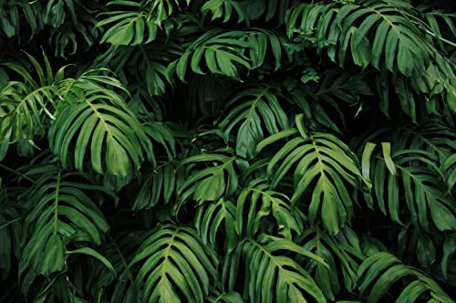 Tropical Monstera Wallpaper Banana Leaf Wall Mural Wallpaper for Living Room Bedroom TV Background Wall Covering