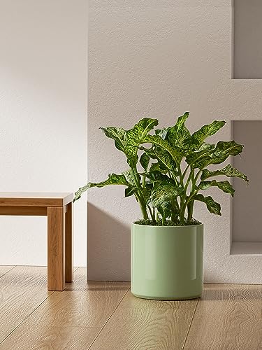 12 Inch Pot for Plants