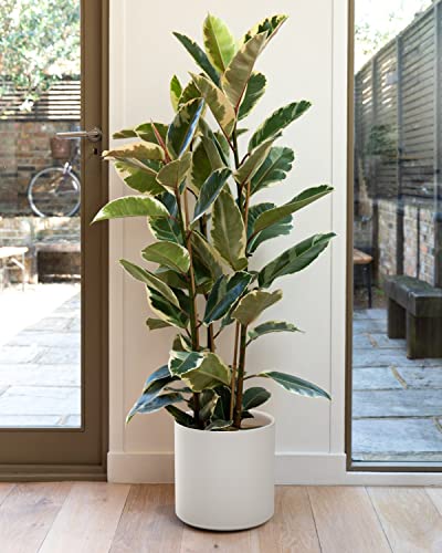 12 Inch Pot for Plants