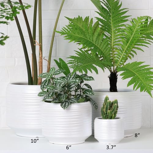10 Inch Ceramic Plant Pot with Drainage