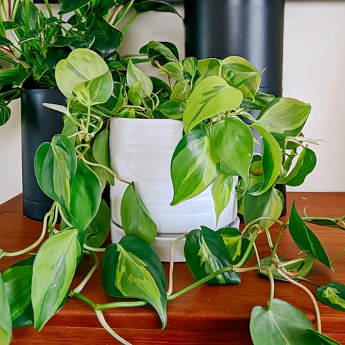 6 Inch Plant Pots