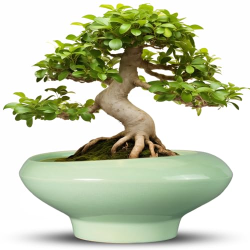 Ceramic Bonsai Pots
