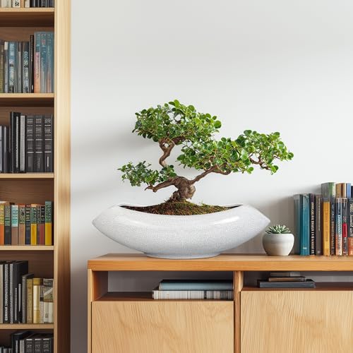 Ceramic Bonsai Tree Pot