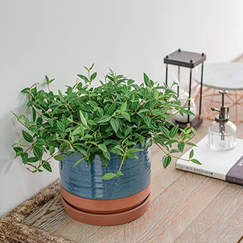 8 Inch Pots for Plants
