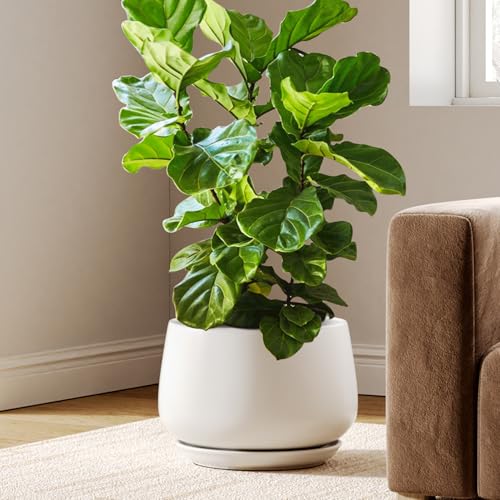 Ceramic Planter